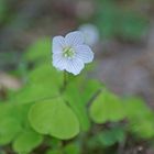 Wald-Sauerklee (Oxalis acetosella)