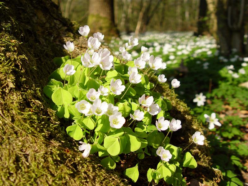 Wald-Sauerklee (Oxalis acetosella)