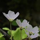 Wald-Sauerklee (Oxalis acetosella) im Gegenlicht