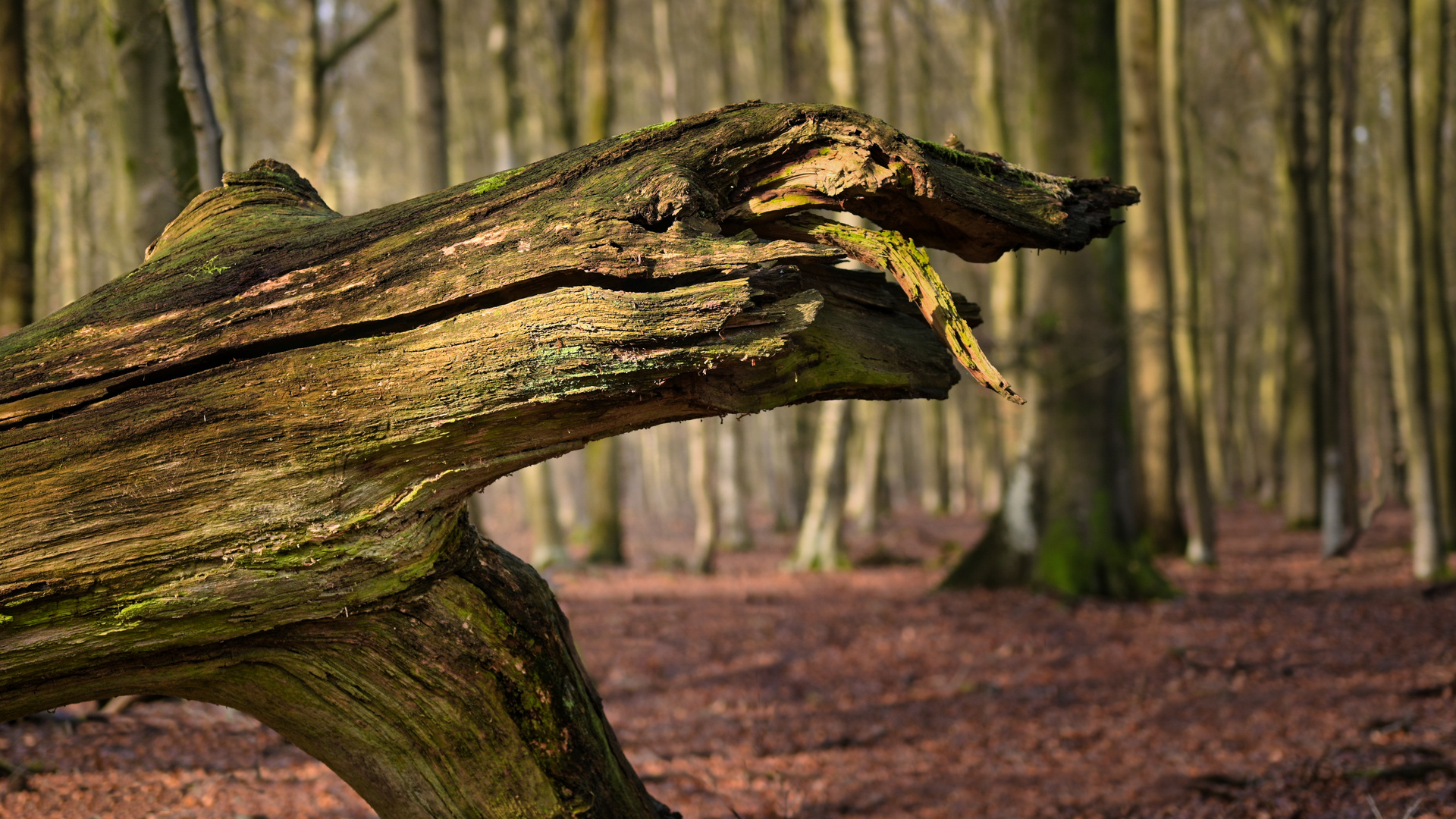 Wald-Saurier