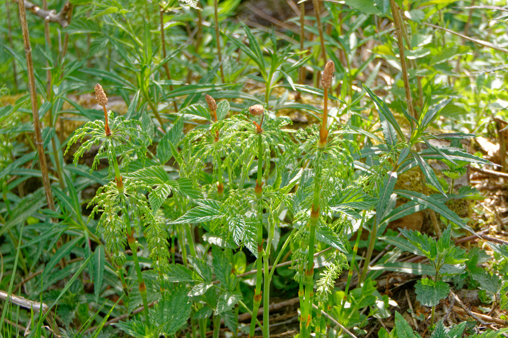 Wald-Schachtelhalm