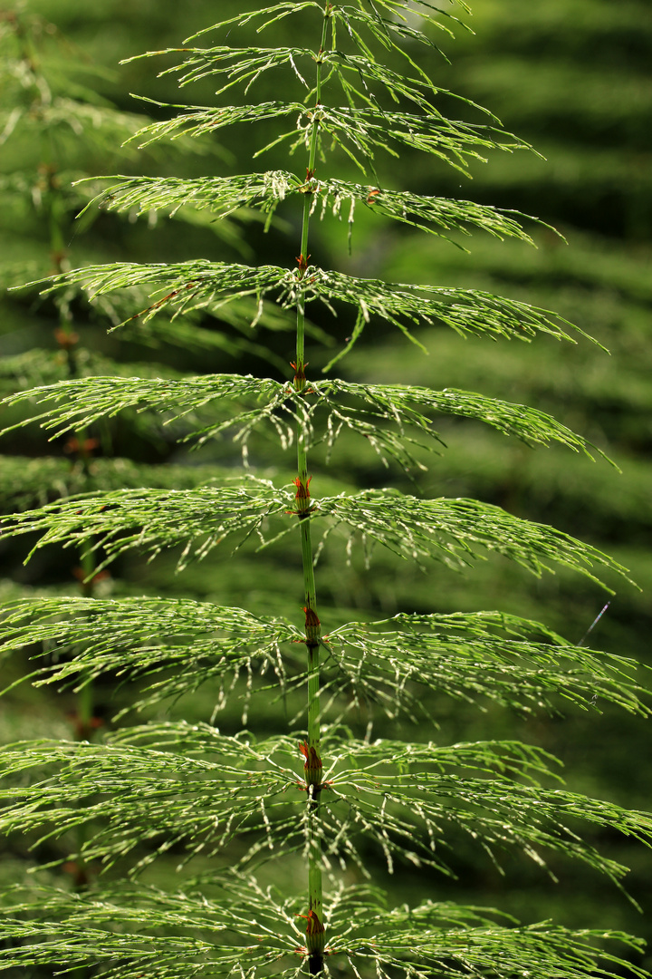 Wald-Schachtelhalm, Equisetum sylvaticum, Stängel und Äste