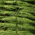 Wald-Schachtelhalm, Equisetum sylvaticum, Stängel und Äste