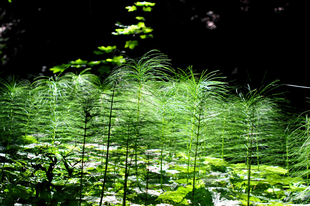 Wald Schachtelhalm im Gegenlicht