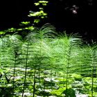 Wald Schachtelhalm im Gegenlicht