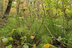 Wald – Schachtelhalm: Wo sind die Dinosaurier?
