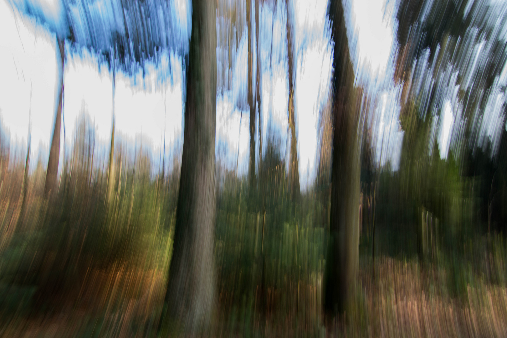 Wald scheinbar als Ölgemälde