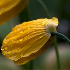 Wald-Scheinmohn