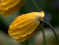 Wald-Scheinmohn