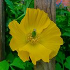 Wald-Scheinmohn