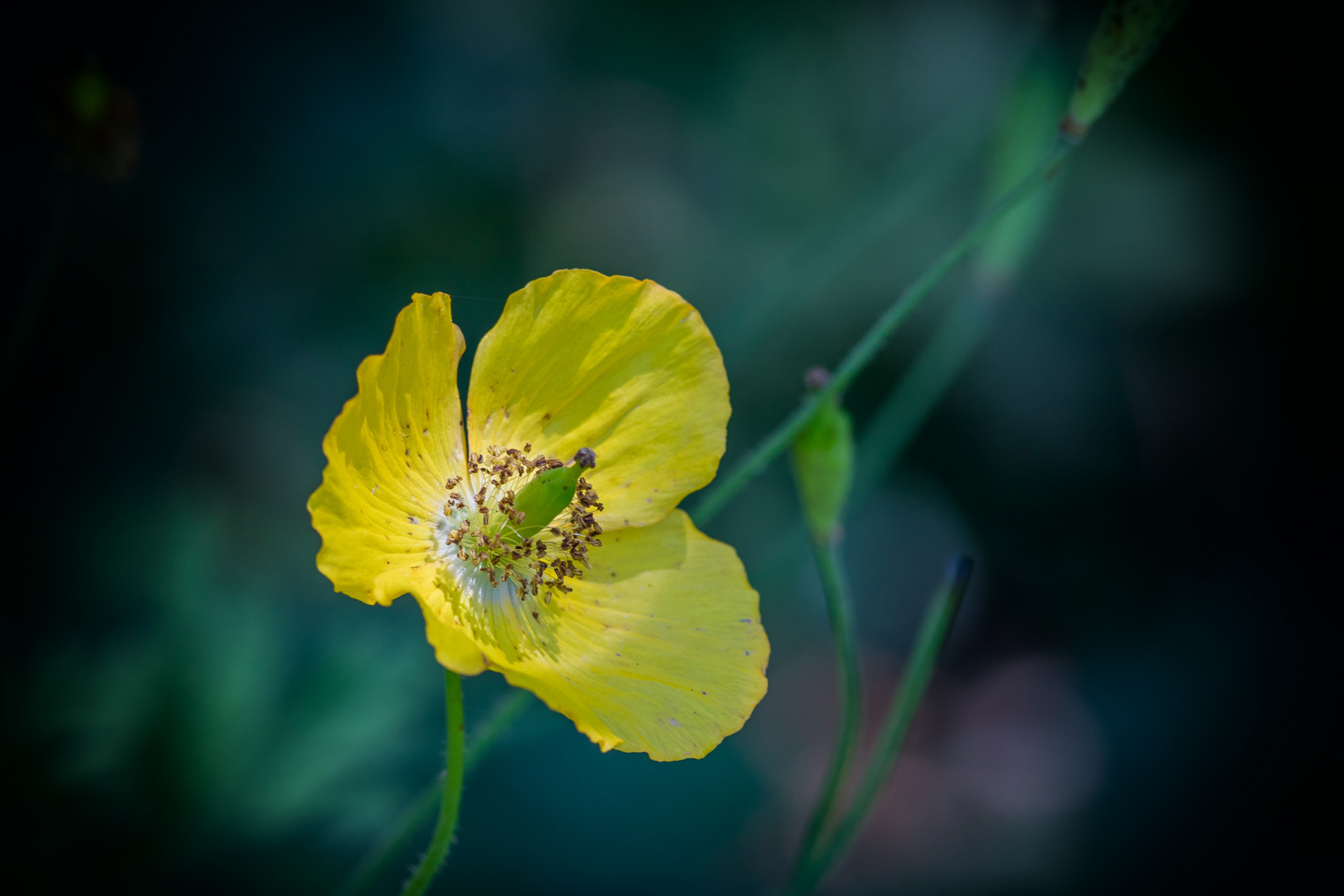 Wald-Scheinmohn