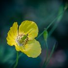 Wald-Scheinmohn