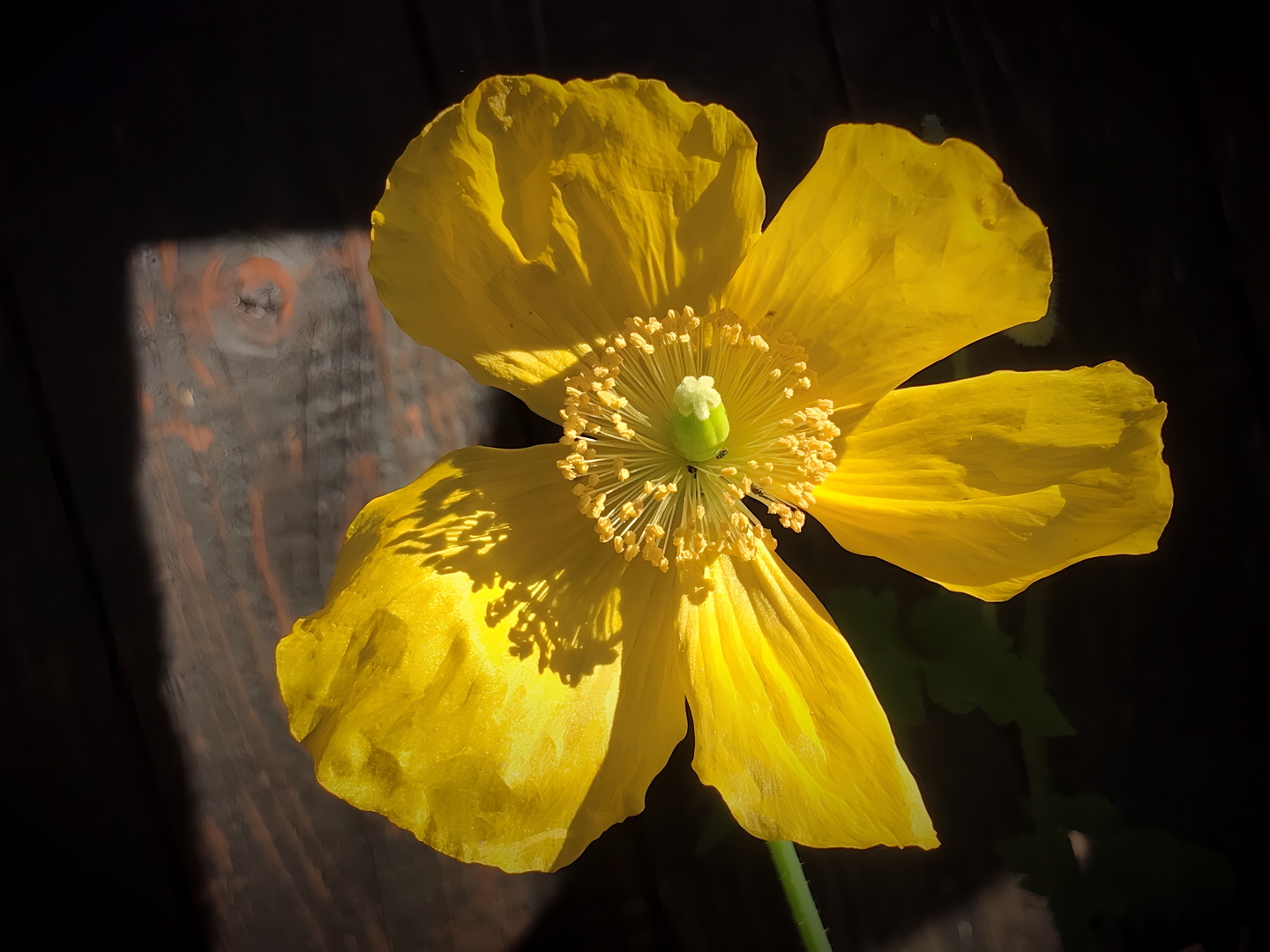 Wald-Scheinmohn