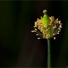 Wald-Scheinmohn (Meconopsis cambrica)..........