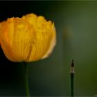 Wald-Scheinmohn (Meconopsis cambrica)