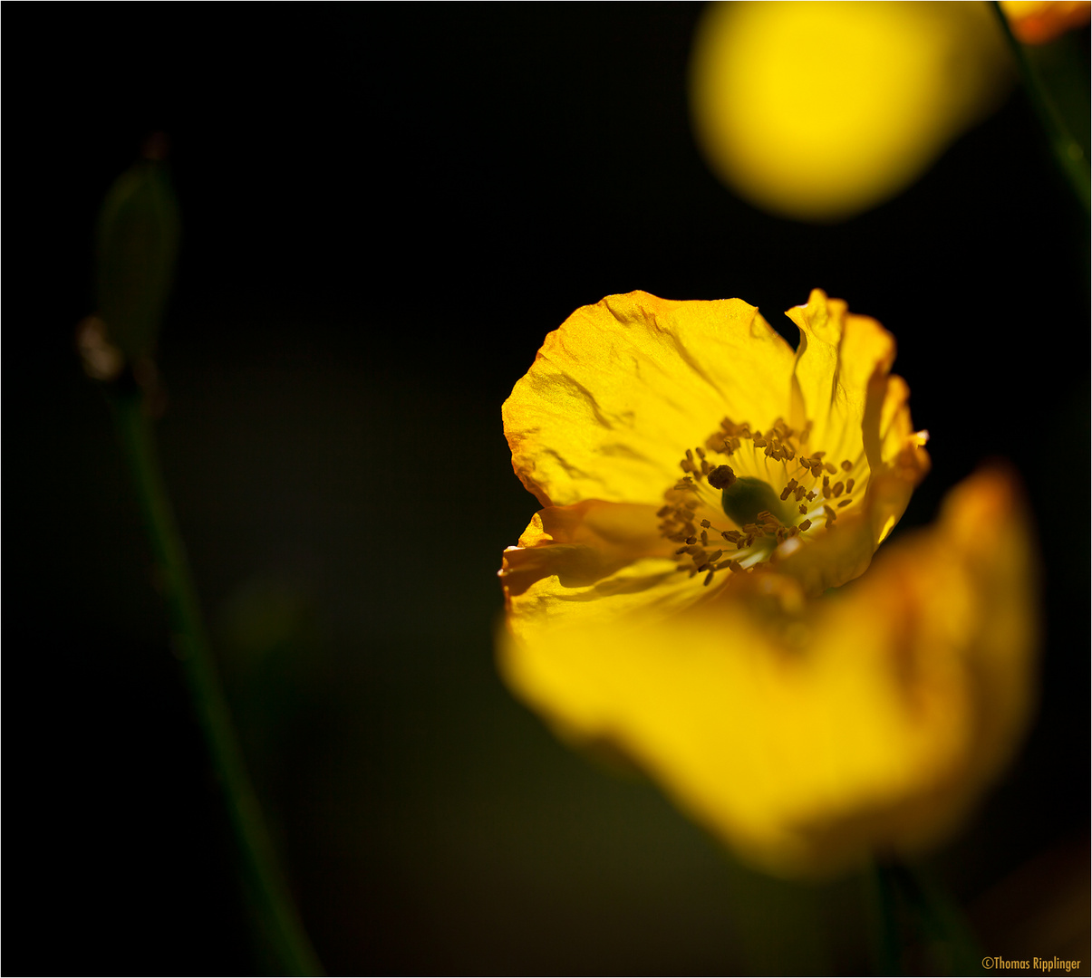 Wald-Scheinmohn (Meconopsis cambrica)