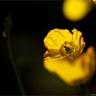 Wald-Scheinmohn (Meconopsis cambrica)