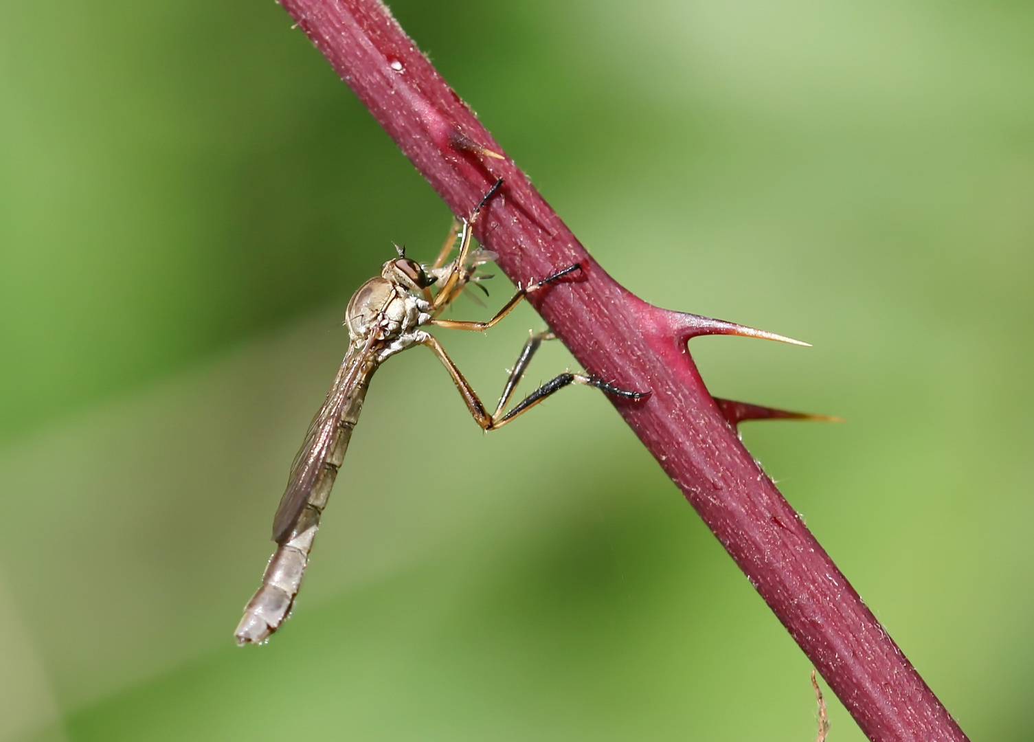 Wald-Schlankfliege