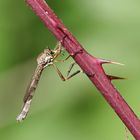 Wald-Schlankfliege