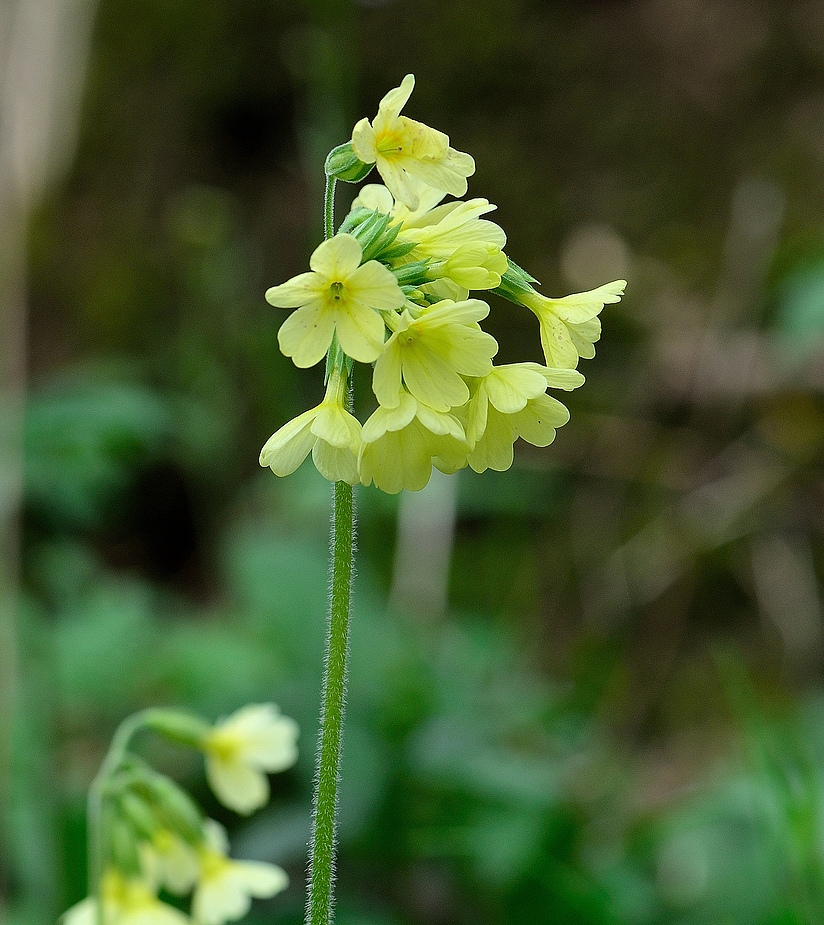 Wald-Schlüsselblume von Heio-Günter Rehbein 