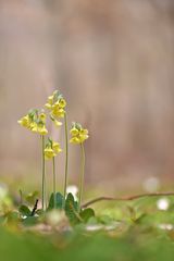 Wald Schlüsselblume 1/12