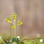 Wald Schlüsselblume 1/12