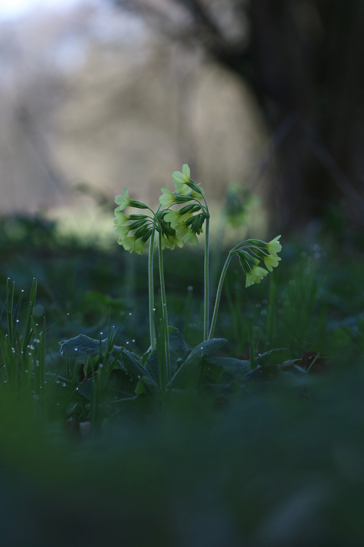 Wald-Schlüsselblume