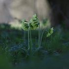 Wald-Schlüsselblume