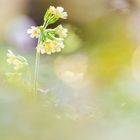 Wald-Schlüsselblume