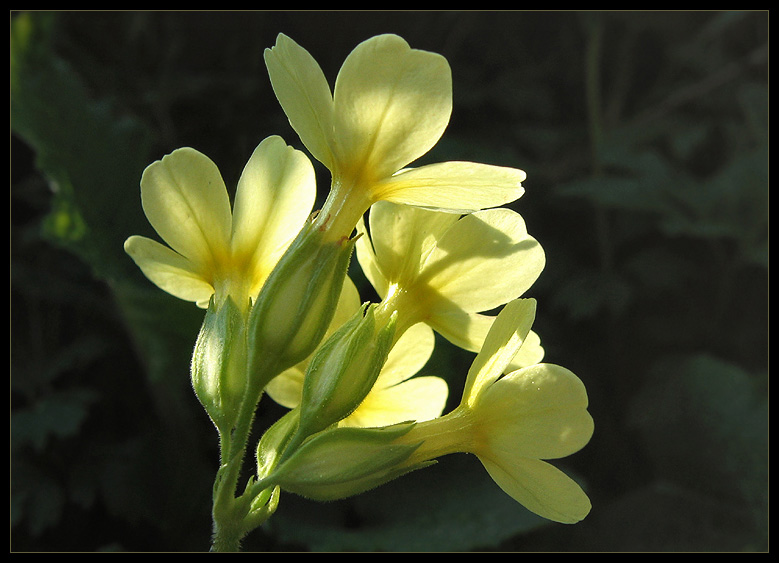 "Wald-Schlüsselblume"