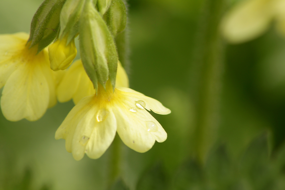 Wald-Schlüsselblume