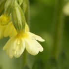 Wald-Schlüsselblume