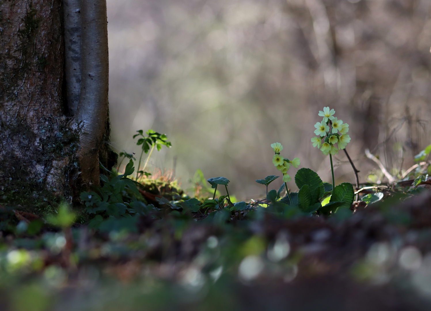 Wald-Schlüsselblume