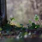 Wald-Schlüsselblume