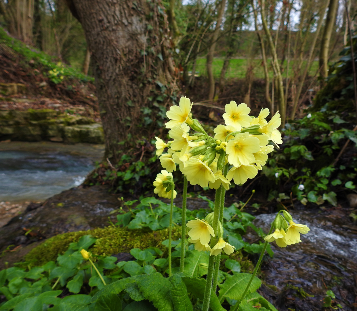 Wald-Schlüsselblume