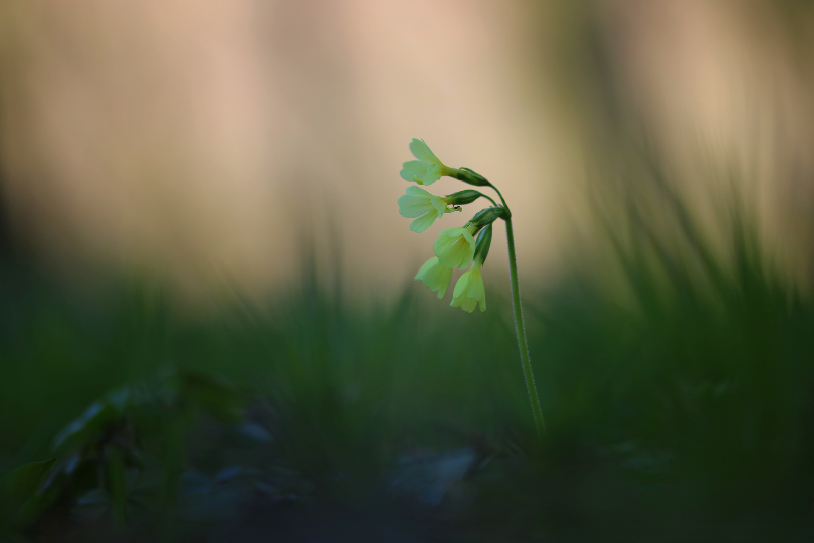 Wald-Schlüsselblume