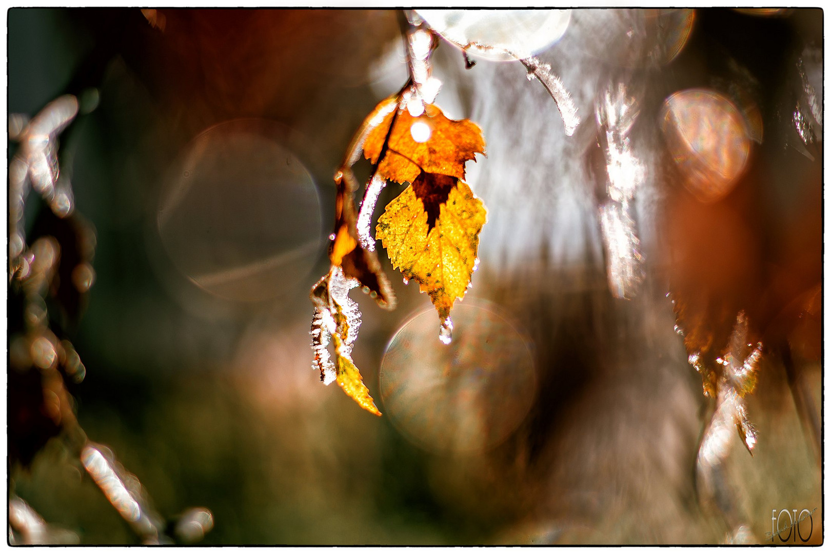 Wald Schmuck