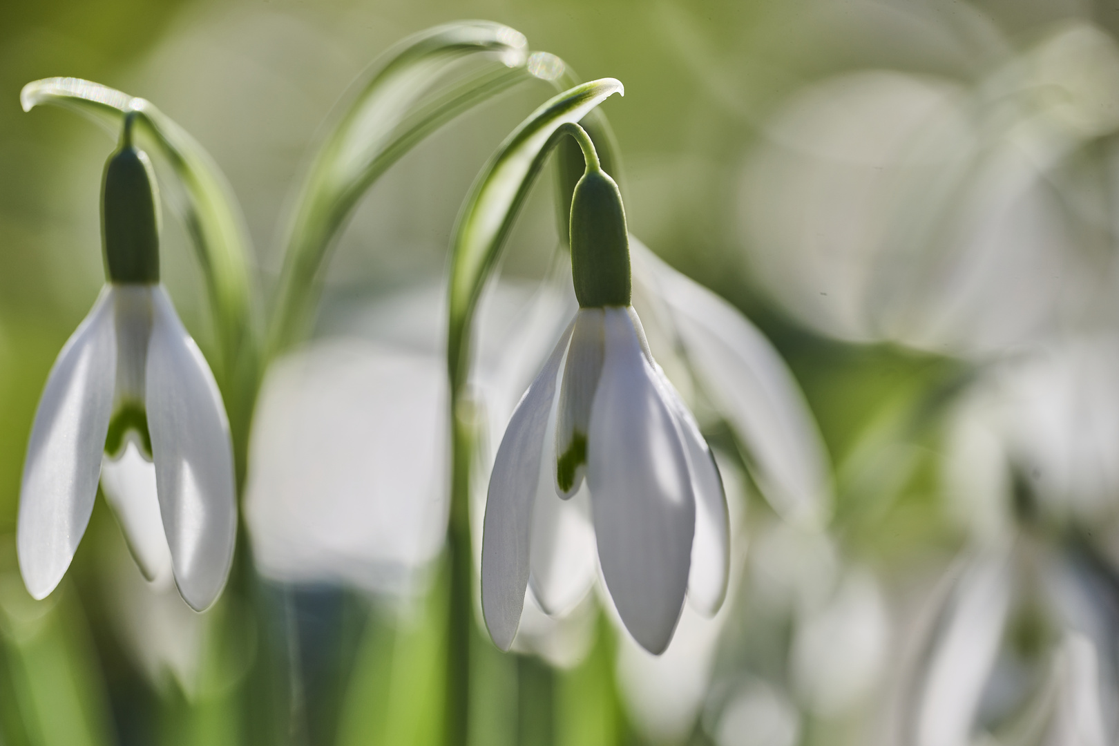 Wald Schneeglöckchen 