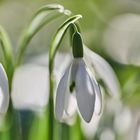 Wald Schneeglöckchen 