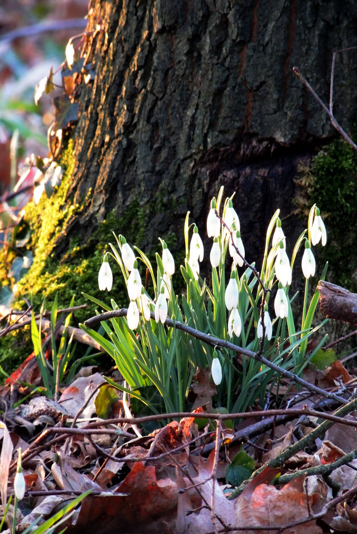 Wald-Schneeglöckchen I f. Kalender Februar 2015