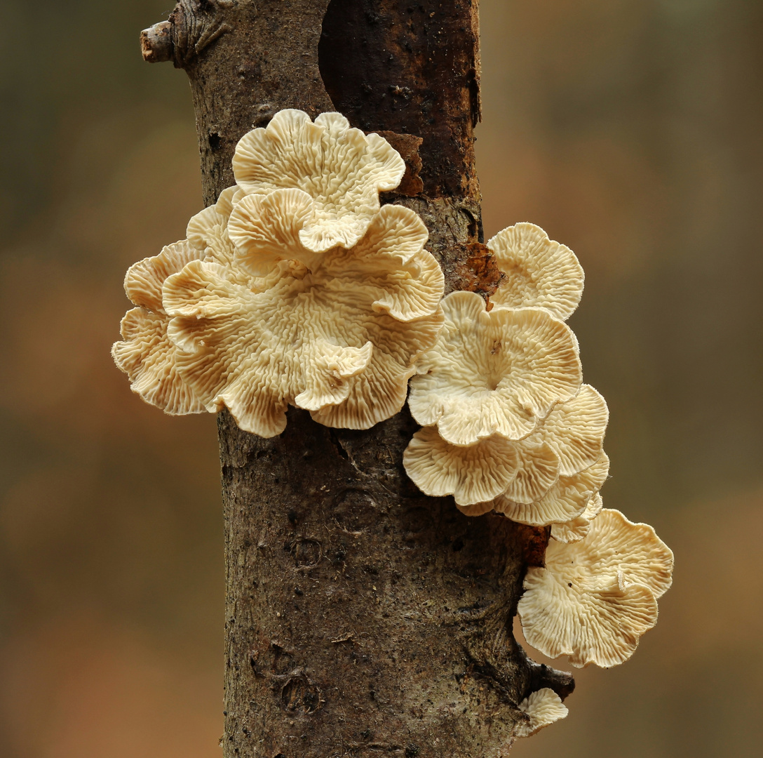 Wald schönheit