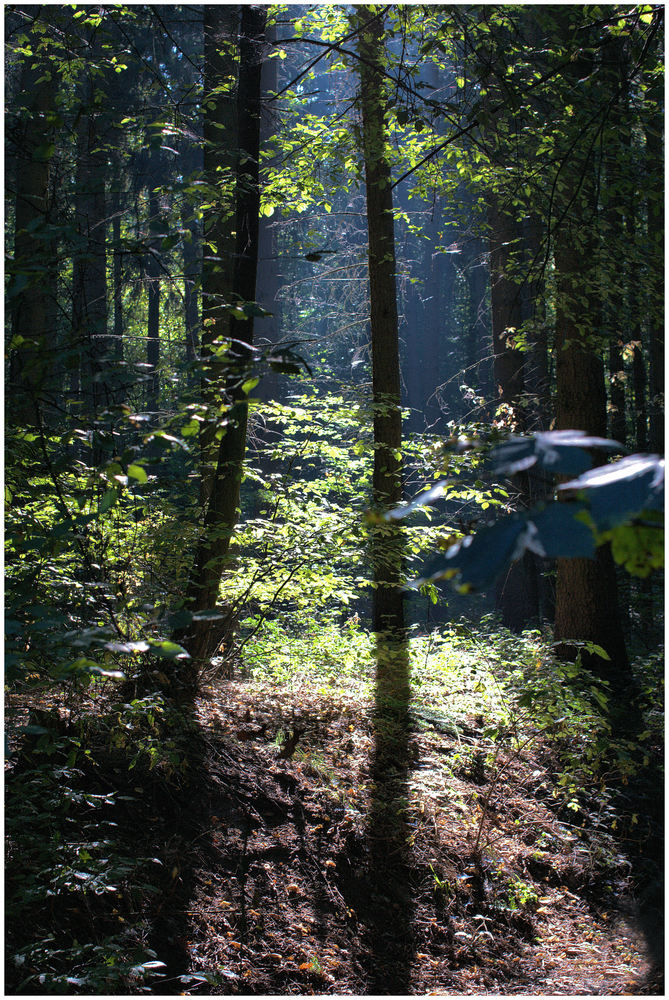 Wald [Schönheit]