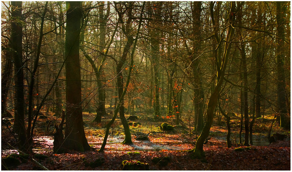 Wald schreit Frühling