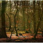 Wald schreit Frühling