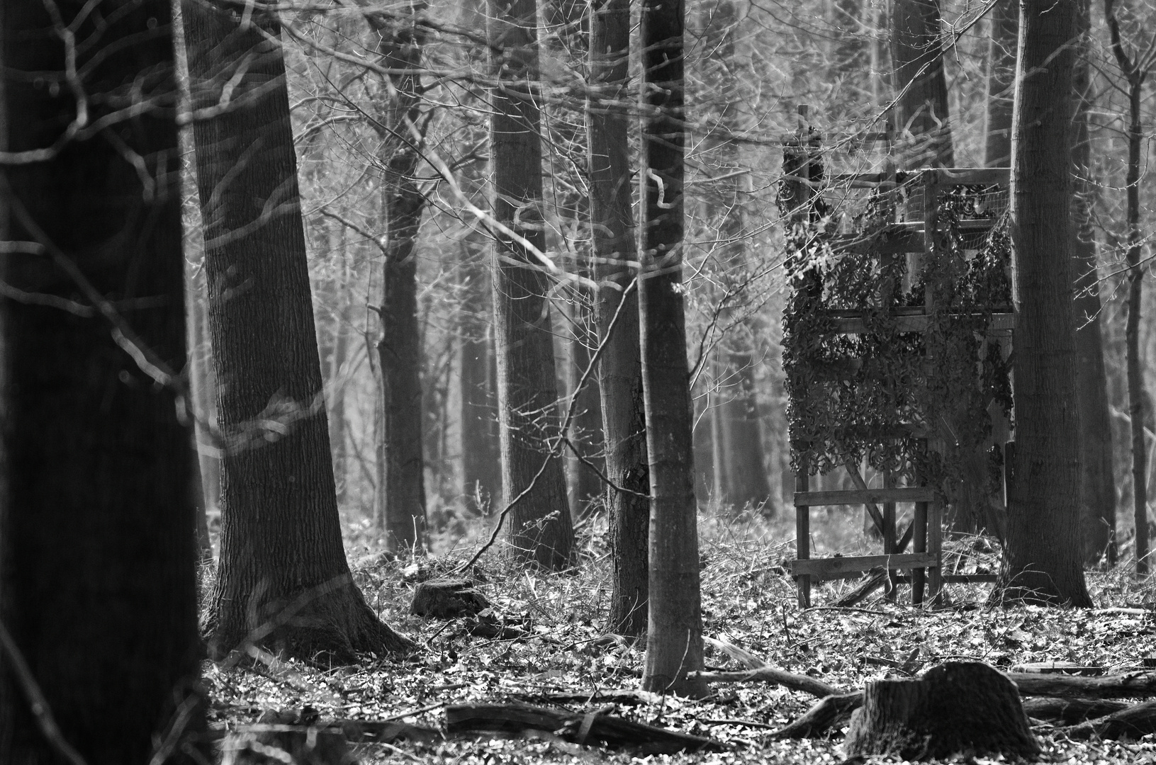 Wald schwarz weiß