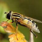 Wald-Schwebfliege