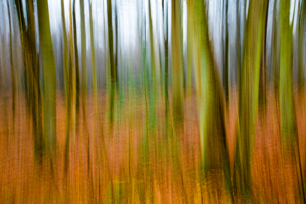 Wald senkrecht geschwenkt.