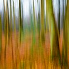 Wald senkrecht geschwenkt.