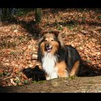 Wald-Sheltie