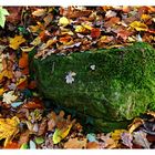 Wald-Smaragd im Herbstlaub